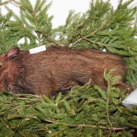 2013/maturitni-4b-gymnazium-nove-straseci-2013